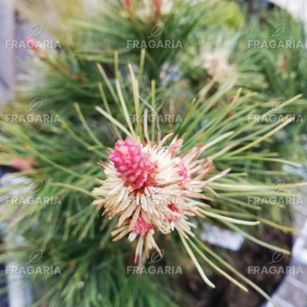 Japán selyemfenyő Tanima no yuki, Pinus parviflora, kont. C1 ,20-30 cm
