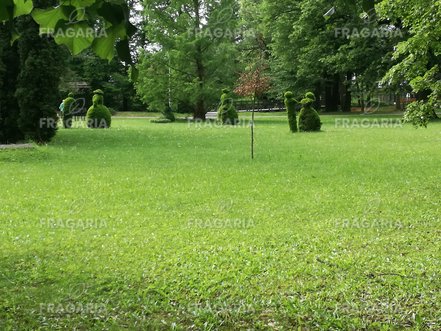 Oszlopos tiszafa Densiformis, Taxus  media 50 - 70 cm, kont. 3l