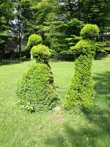 Oszlopos tiszafa Densiformis, Taxus  media 50 - 70 cm, kont. 3l