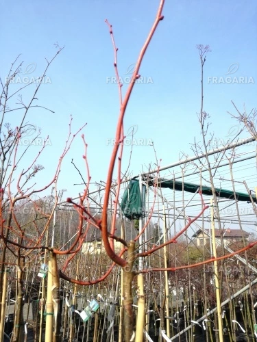 Kislevelű hárs Winter Orange, Tilia cordata, 160 – 200 cm, kont. 5l