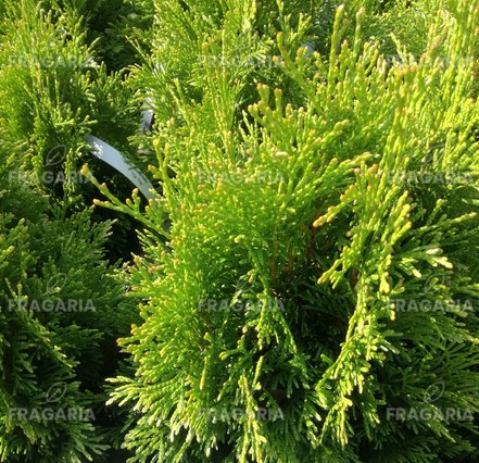 Nyugati tuja Tip Top, Thuja occidentalis 30 - 40 cm, kont. 3l