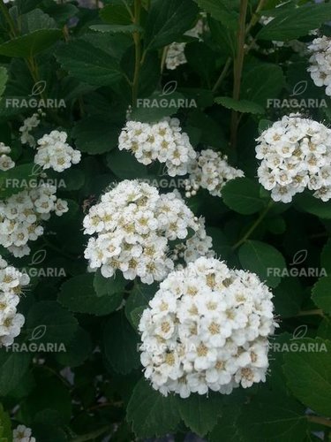 Nyírlevelű gyöngyvessző Tor, Spiraea betulifolia, kont. 2l. 20 cm