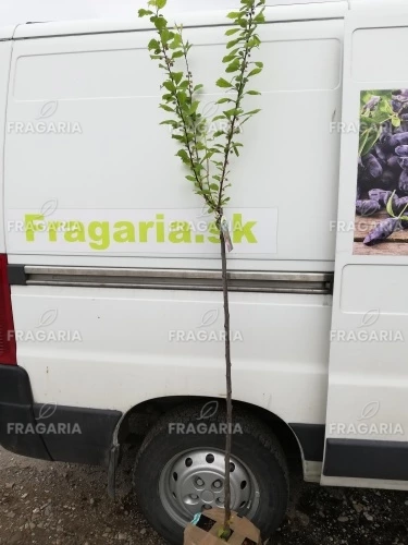 Babarózsa, Prunus triloba, 80 cm, kont. 10 l.