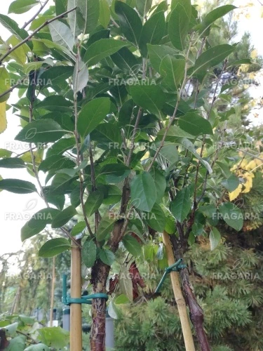 Klotkörsbär Umbraculifera, Prunus eminens 120 - 180 cm, kont. 5I