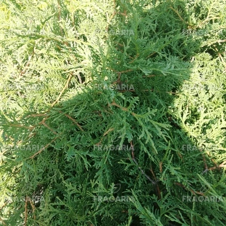 Nyugati tuja Umbraculifera, Thuja occidentalis 40 - 60 cm, kont. 3l