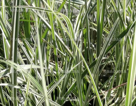 Japánfű Variegatus, Miscanthus sinensis , kont.1 l