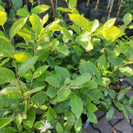 Calycanthus x Venus, 40 – 70 cm, kont. 3l