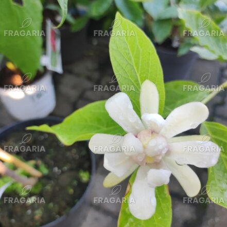 Calycanthus x Venus, 40 – 70 cm, kont. 3l