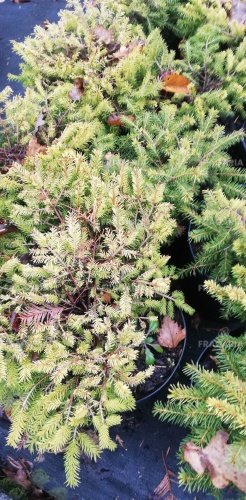 Közönséges lucfenyő Vermont Gold , Picea abies 20 - 35 cm, kont. 3l