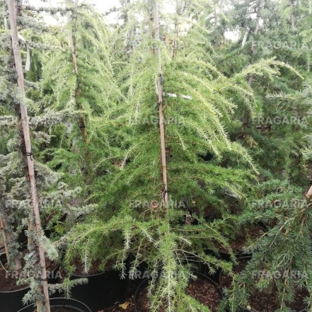 Himalájai Cédrus Vinks Golden, Cedrus deodara, kont. C15, 170 cm