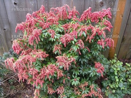 Japán Babérhanga Valley Valentine, Pieris japonica 20 - 30 cm, kont. 2l