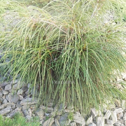 Fonalas tuja Whipcord, Thuja plicata  kont. C3 na 20 - 30 cm.