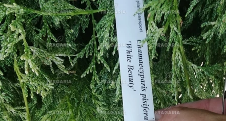 Szavára álciprus White Beauty, Chamaecyparis pisifera 20 - 30 cm, 3l