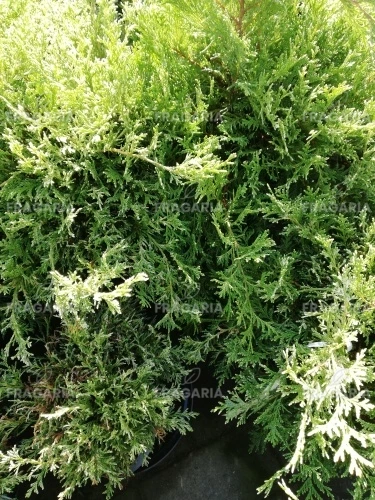 Szavára álciprus White Beauty, Chamaecyparis pisifera 20 - 30 cm, 3l