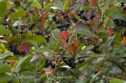 Fekete berkenye Viking, Aronia melanocarpa kont .1l