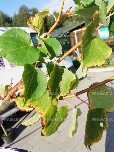 Kislevelű hárs Winter Orange, Tilia cordata, 160 – 200 cm, kont. 5l