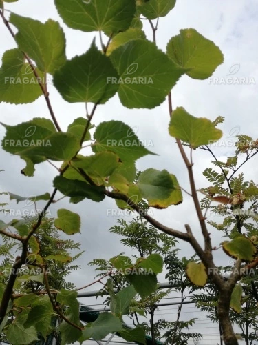 Kislevelű hárs Winter Orange, Tilia cordata, 160 – 200 cm, kont. 5l