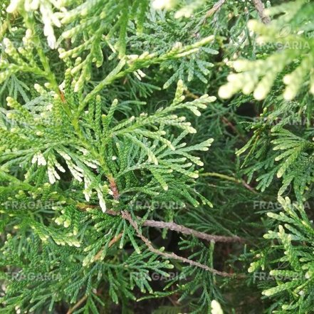 Fonalas tuja Winter Pink, Thuja plicata 40 - 50 cm, kont. 3l