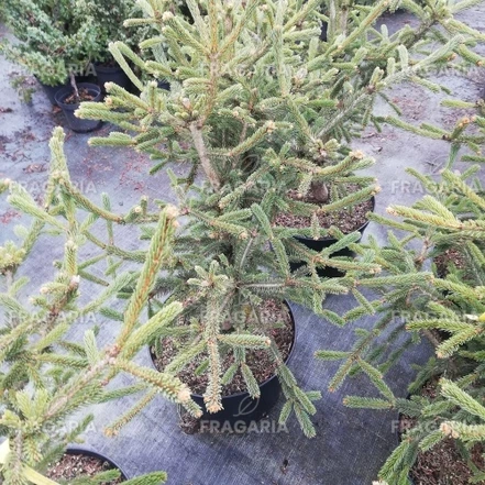Cukorsüvegfenyő Xavery, Picea Glauca, 30 - 40 cm, kont. 3l