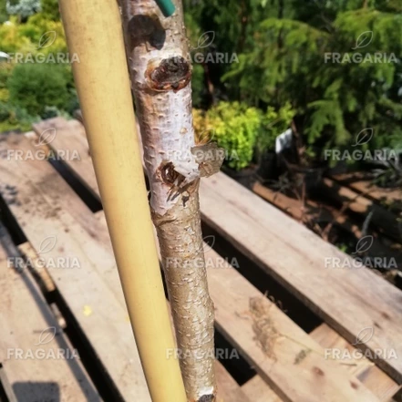 Közönséges nyírfa Youngii, Betula pendula 130 - 180 cm, kont. 5I