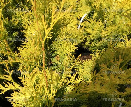 Nyugati tuja Yellow Ribbon, Thuja occidentalis 40 - 60 cm, kont. 3l