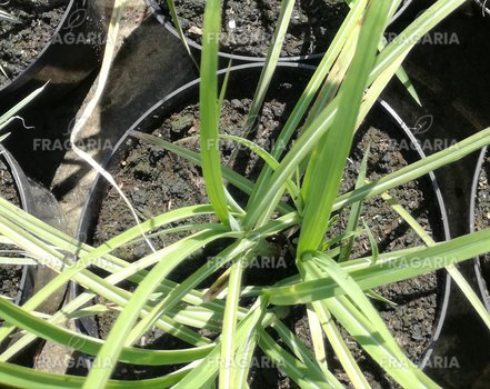 Japánfű  Zebrinus, Miscanthus sinesis, 20-30 cm, kont. 3 l