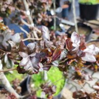 Közönséges bükk Brathay's Purple', Fagus sylvatica 160 - 200 cm, kont. 20l