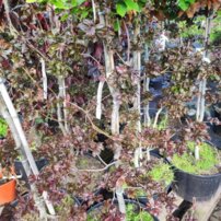 Közönséges bükk Brathay's Purple', Fagus sylvatica 160 - 200 cm, kont. 20l