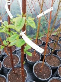 Cseresznye Tamara, Cerasus avium 130 -170 cm, 5-ös tartály