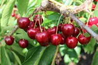 Cseresznye Tamara, Cerasus avium 130 -170 cm, 5-ös tartály