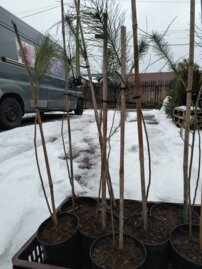 Mandulafenyő, Pinus pinea, kont. 1L.