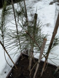 Mandulafenyő, Pinus pinea, kont. 1L.