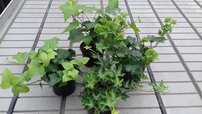 Borostyán, Hedera helix 20 cm, kont. 0,5l