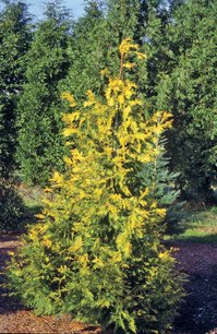 Fonalas tuja Sunshine, Thuja plicata, 60 - 70 cm, kont. 3l