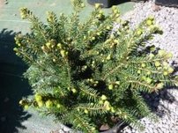 Közönséges lucfenyő  Pumila Nigra, Picea abies 20 - 30 cm, kont. 3l