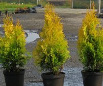 Nyugati tuja Golden Anne, Thuja occidentalis 40 - 50 cm, kont. 3l