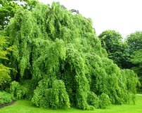 Közönséges bükk Pendula, Fagus sylvatica, 160 - 180 cm, kont. 10l