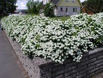 Nyírlevelű gyöngyvessző Tor, Spiraea betulifolia, kont. 2l. 20 cm