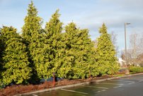 Fonalas tuja Sunshine, Thuja plicata, 60 - 70 cm, kont. 3l