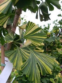 Páfrányfenyő Peve Lobo, Ginkgo Biloba, 50 - 100 cm, kont. 5l