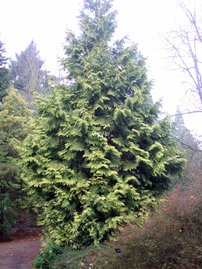 Fonalas tuja  Zebrina extra Gold, Thuja plicata, 60 - 70 cm, kont. 3l