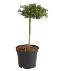 Koreai jegenyefenyő Kristalkugel, Abies koreana  kont. C5 na 40 cm