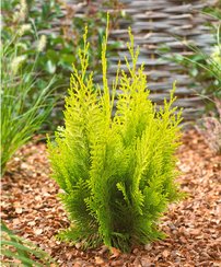 Oregoni hamisciprus Ivonne, Chamaecyparis lawsoniana 40 - 60 cm, kont. 3l