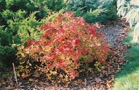 Japán Gyöngyvessző Golden Princess, Spiraea japonica, kont. 2l. 20 cm