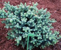 Koreai jegenyefenyő Blauer Pfiff , Abies koreana, kont. C3  20 – 25 cm