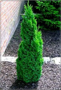 Nyugati tuja Brobeck Tower, Thuja occidentalis 30 - 40 cm, kont. 3l