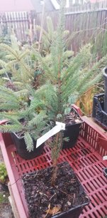 Fekete luc Beissneri, Picea mariana, 20 - 80 cm, kont. 3l