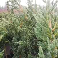 Nepáli boróka Blue compact, Juniperus squamata, törzsek 70 – 80 cm, kont. 5l