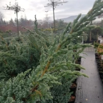 Nepáli boróka Blue compact, Juniperus squamata, törzsek 70 – 80 cm, kont. 5l