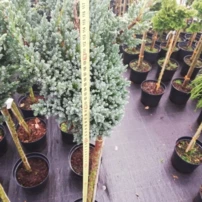 Nepáli boróka Blue compact, Juniperus squamata, törzsek 70 – 80 cm, kont. 5l